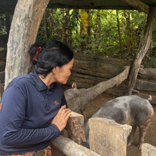 Hon Lei checking on her pigs