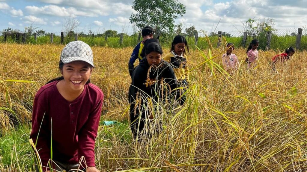 Young people harvesting a crop
